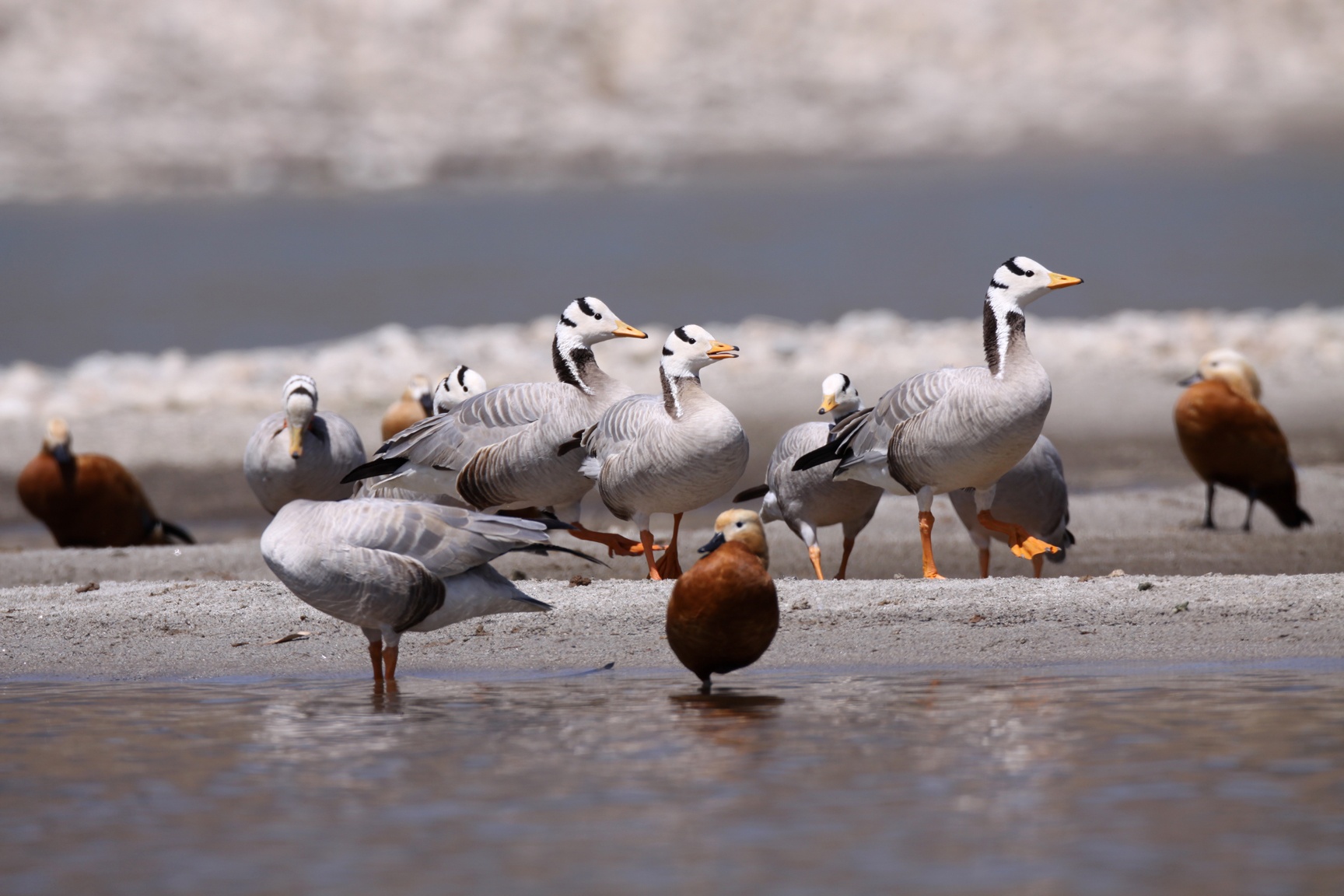 Dat nuoc Bhutan anh 18