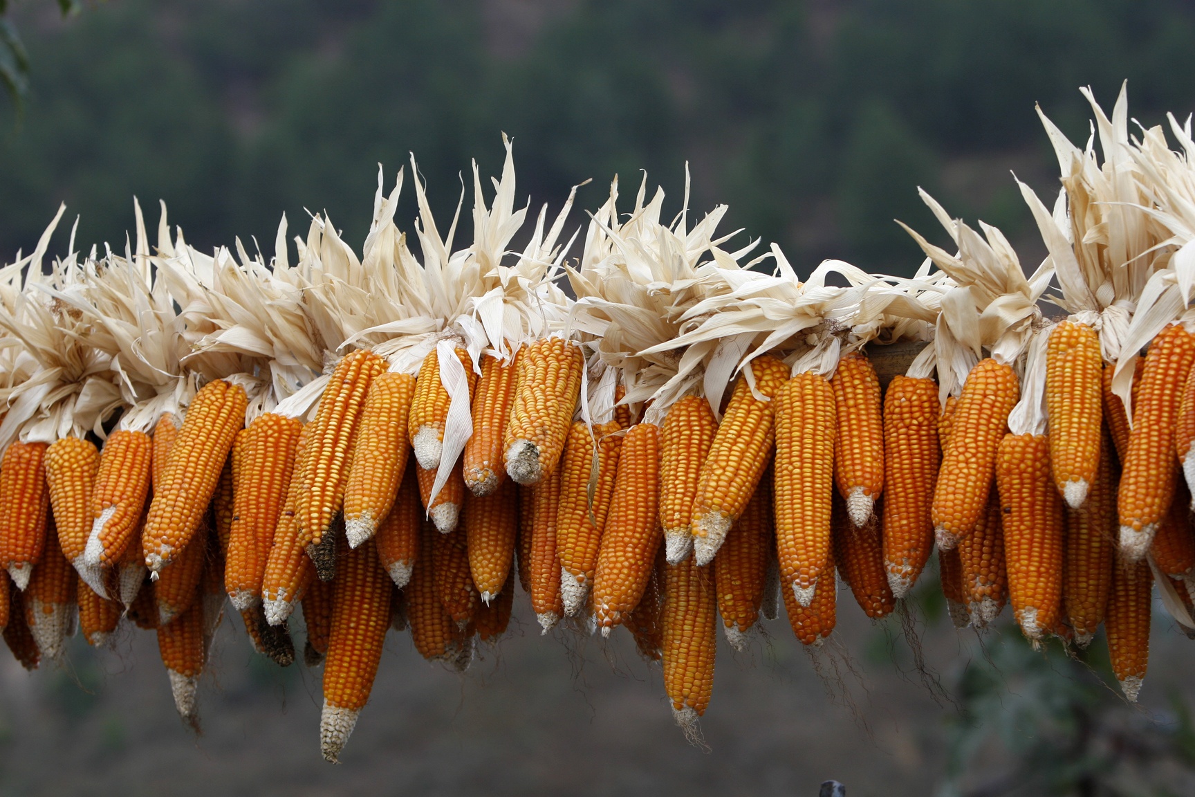 Dat nuoc Bhutan anh 26