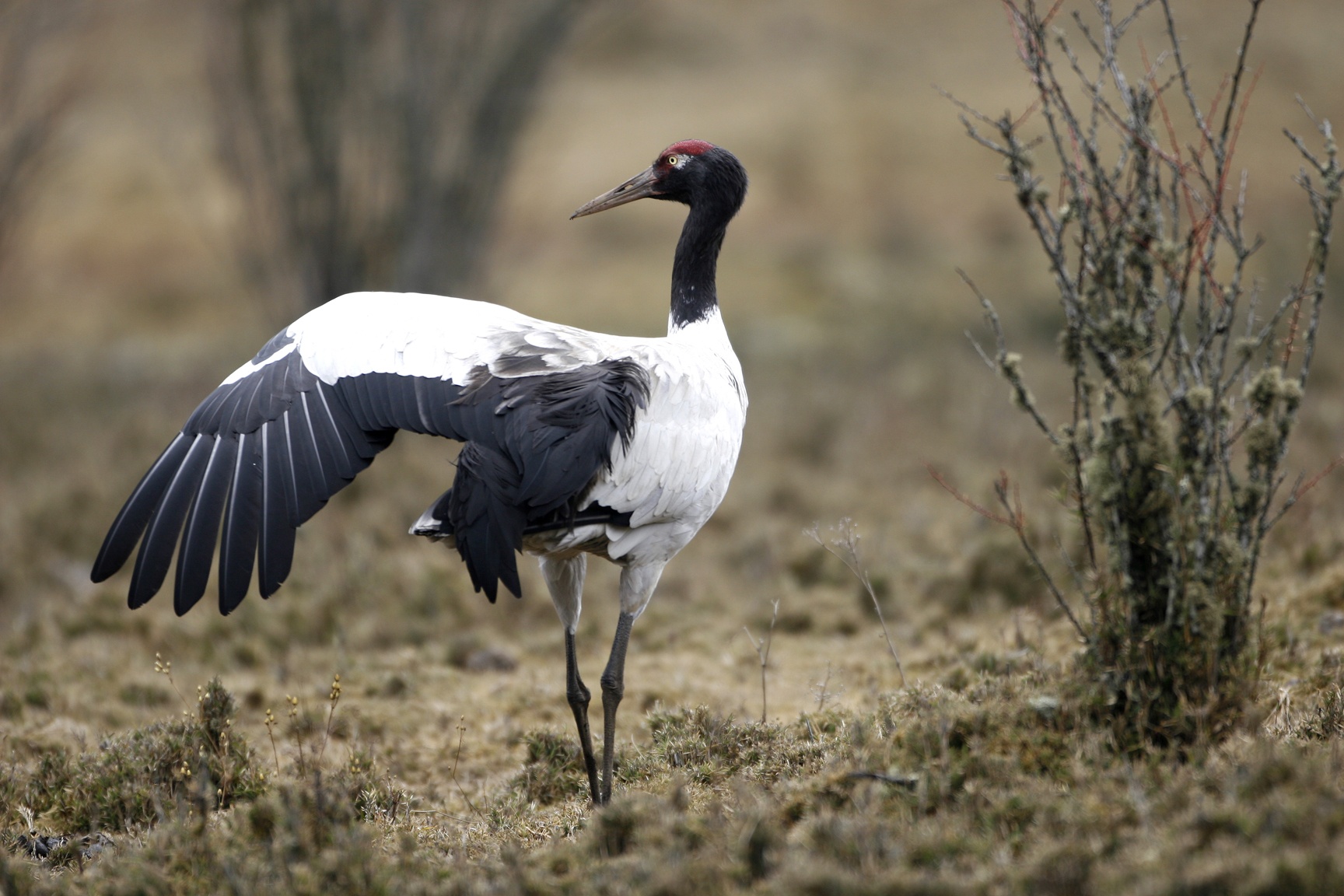 Dat nuoc Bhutan anh 19