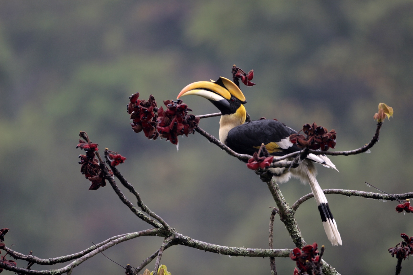 Dat nuoc Bhutan anh 20