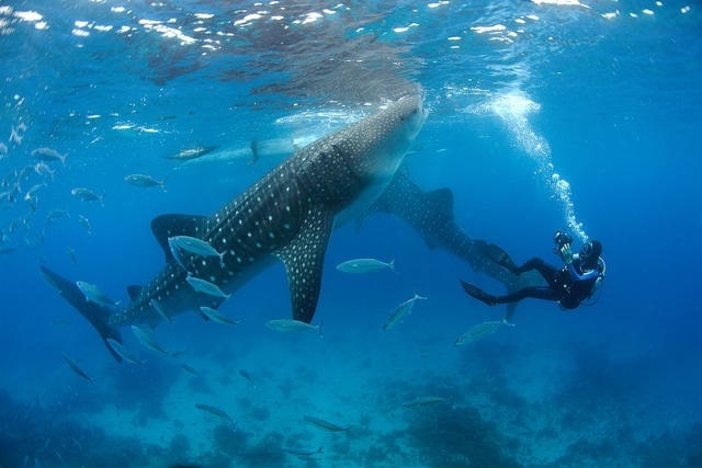 Du lich Philippines anh 19