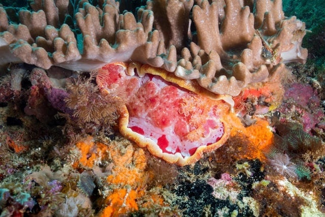 Du lich Philippines anh 25