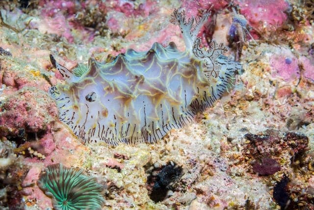 Du lich Philippines anh 26