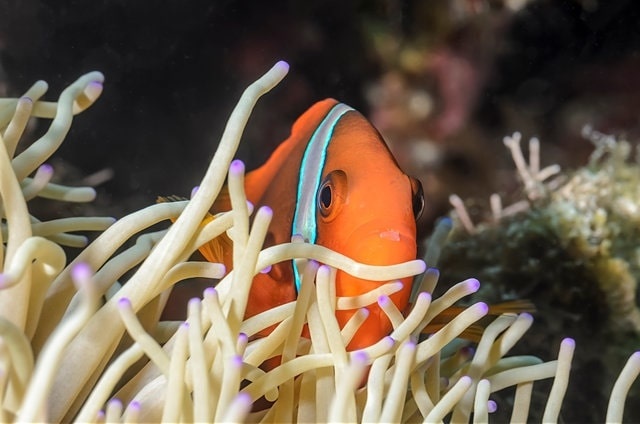 Du lich Philippines anh 27