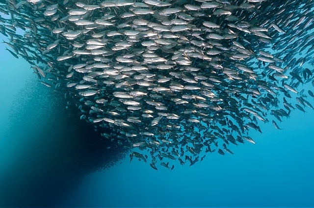 Du lich Philippines anh 23