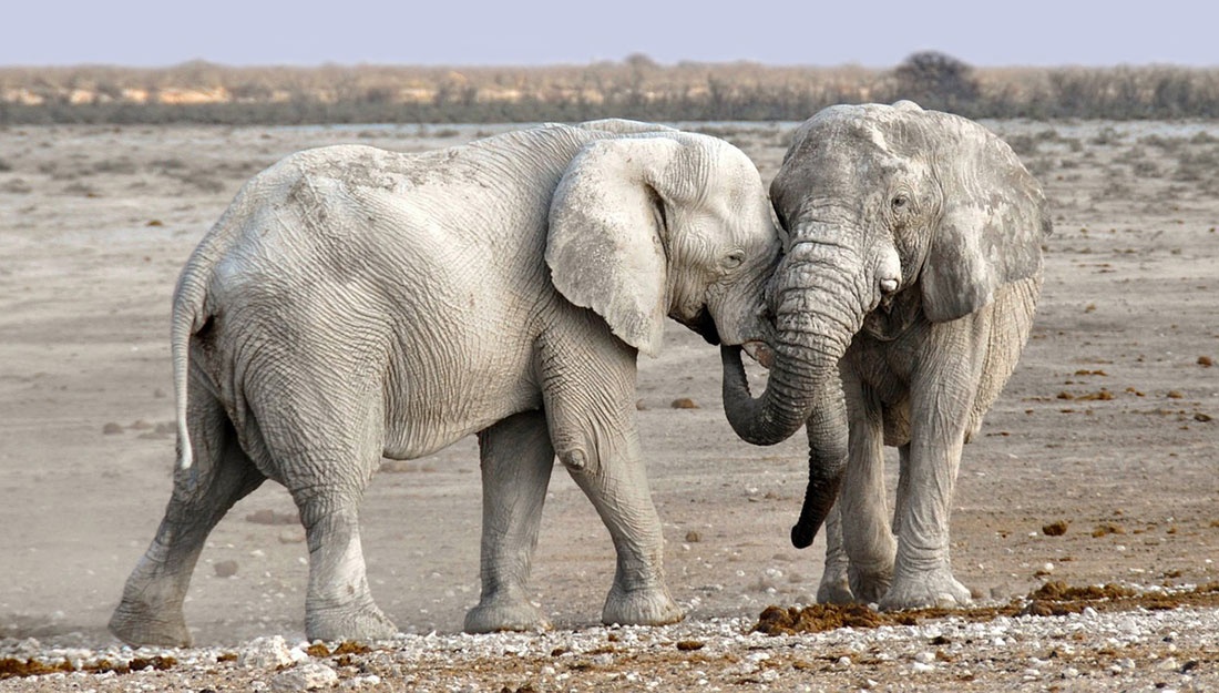 Con vat lang man nhat the gioi anh 2