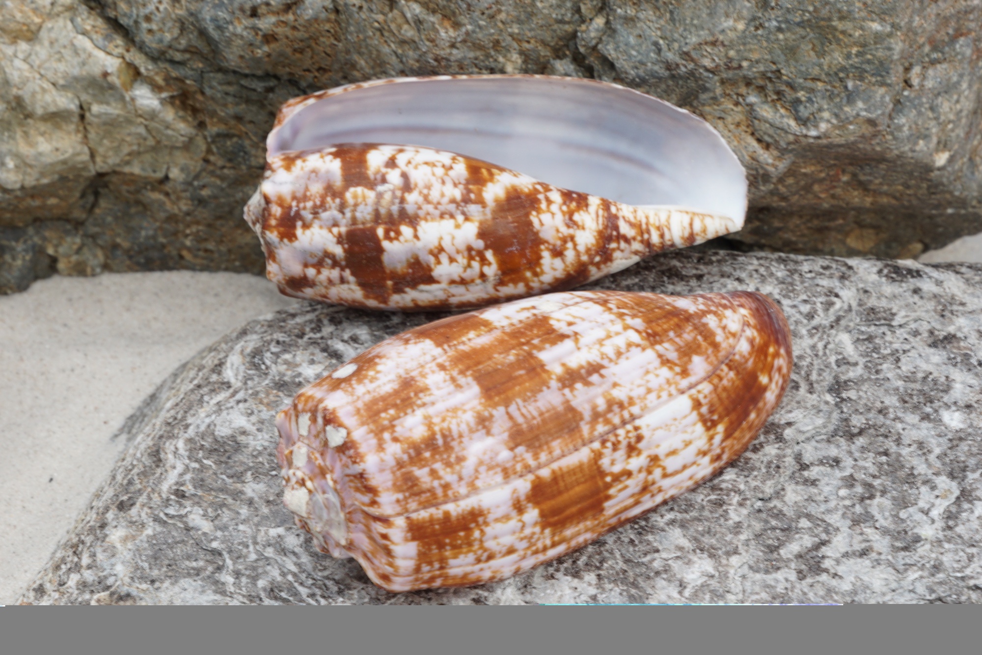 Dong vat nguy hiem anh 3