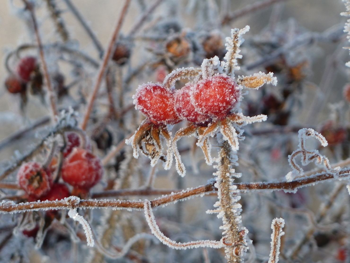 Mon an o noi lanh nhat the gioi anh 2