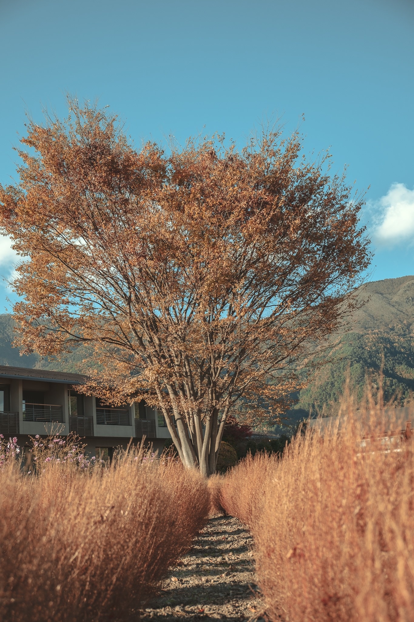 Du lich Nhat Ban anh 15