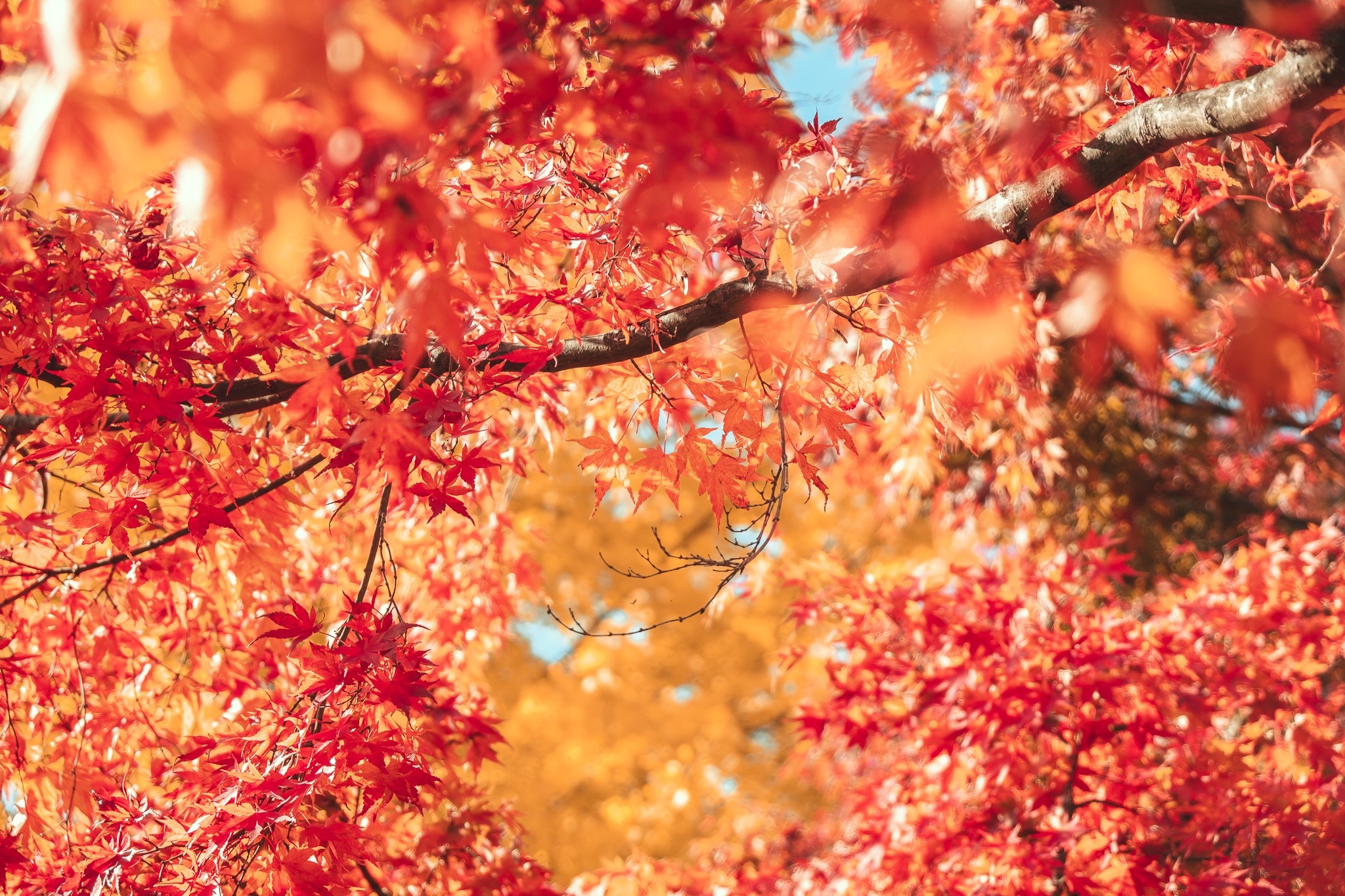 Du lich Nhat Ban anh 3