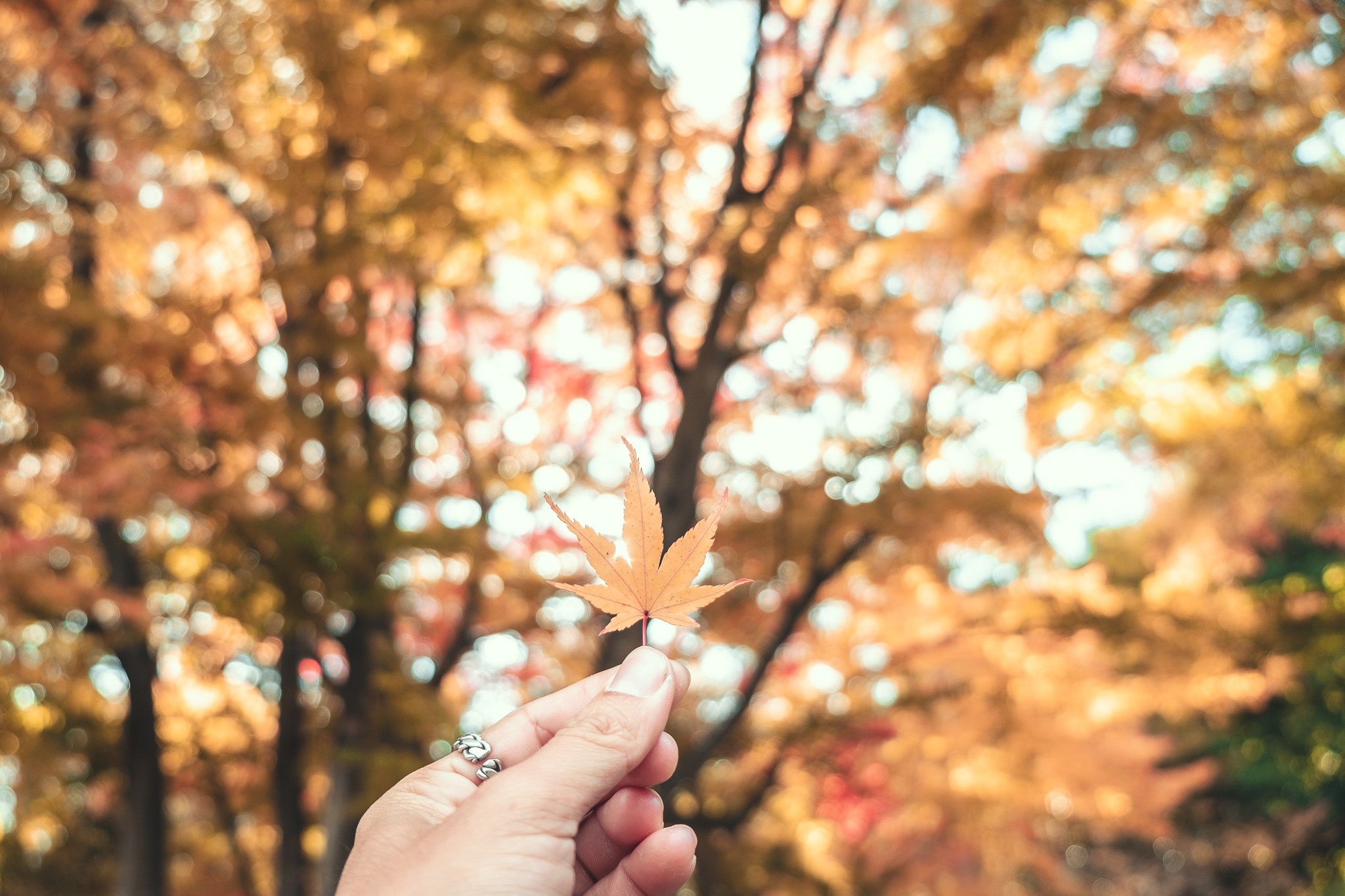 Du lich Nhat Ban anh 13