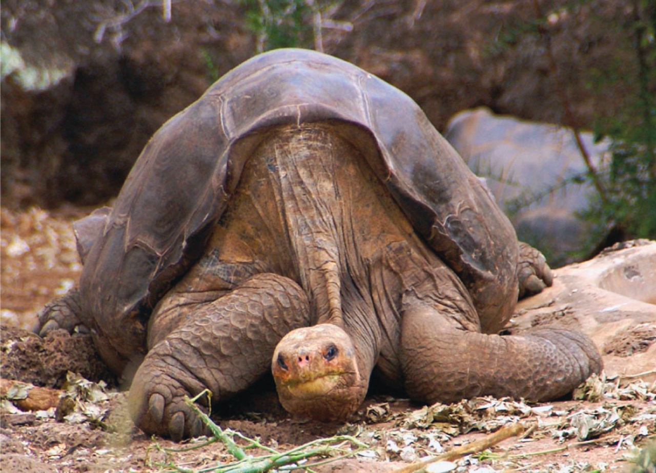 Dong vat tuyet chung anh 2