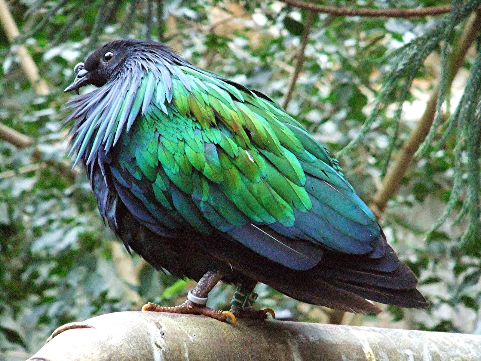 Dong vat tuyet chung anh 5