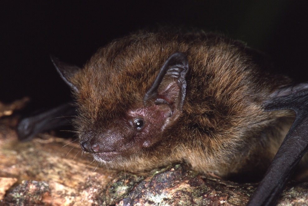 Dong vat tuyet chung anh 7