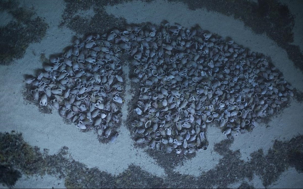 Tau co dai duoi bien anh 3