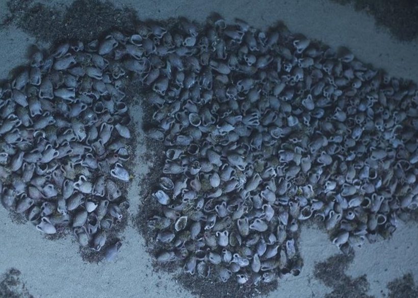 Xac tau co dai chua 6.000 vo hai quai nguyen ven duoi day bien hinh anh