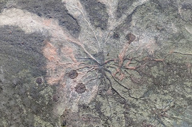 Phat hien khu rung co dai 386 trieu nam hinh anh