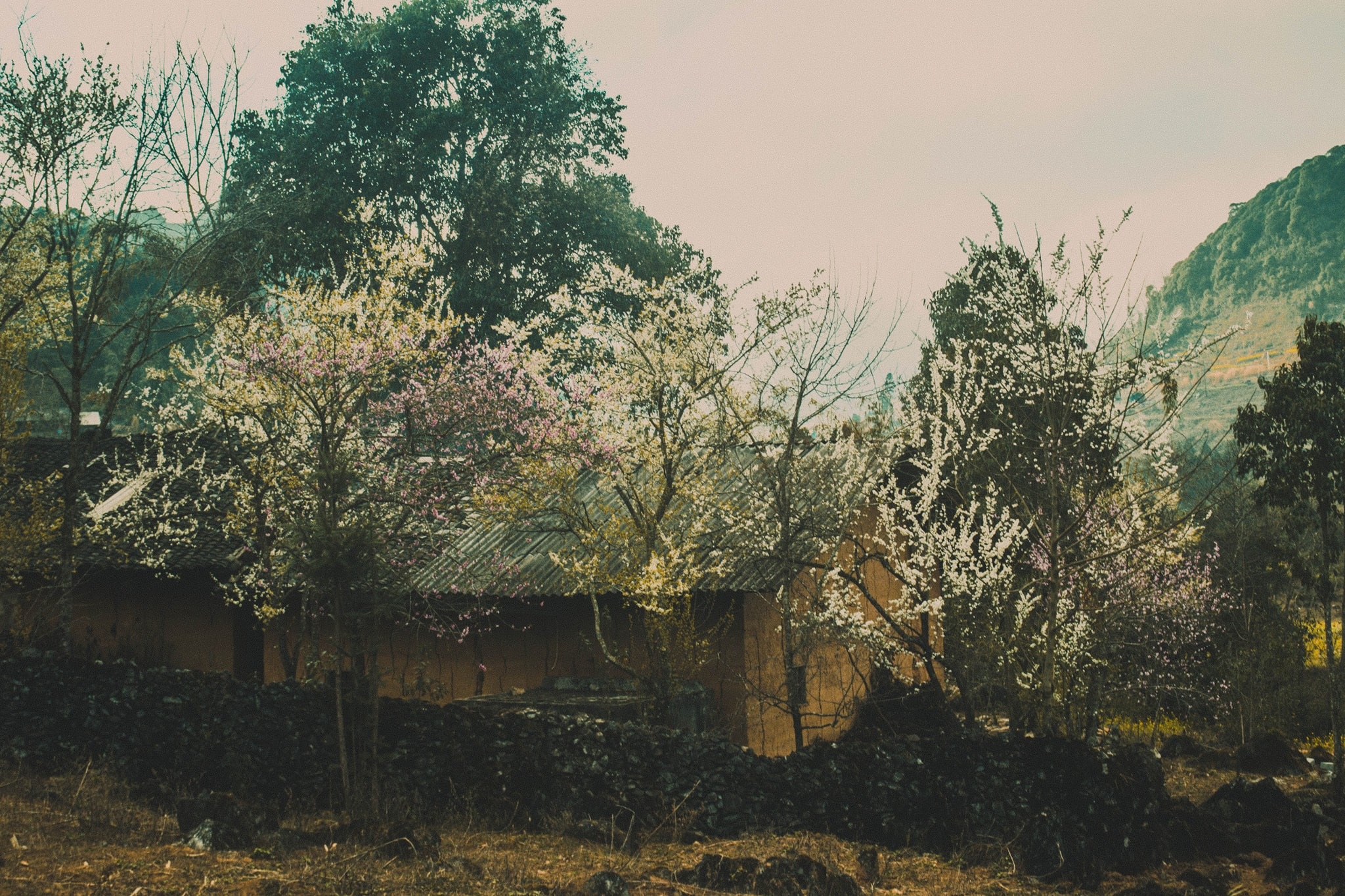 mùa xuân hà giang ảnh 6 mua xuan ha giang anh 6