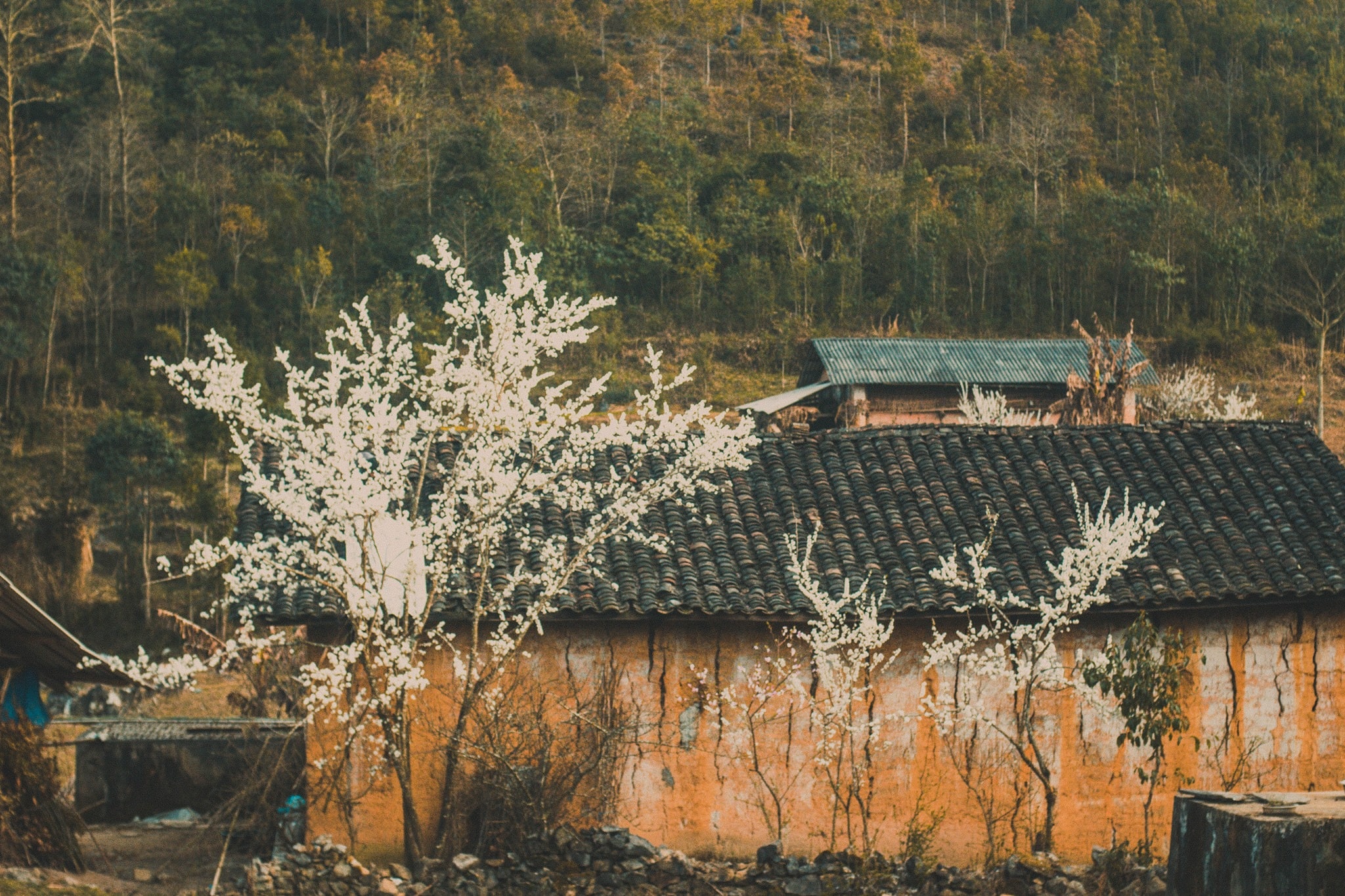 mùa xuân hà giang ảnh 4 mua xuan ha giang anh 4