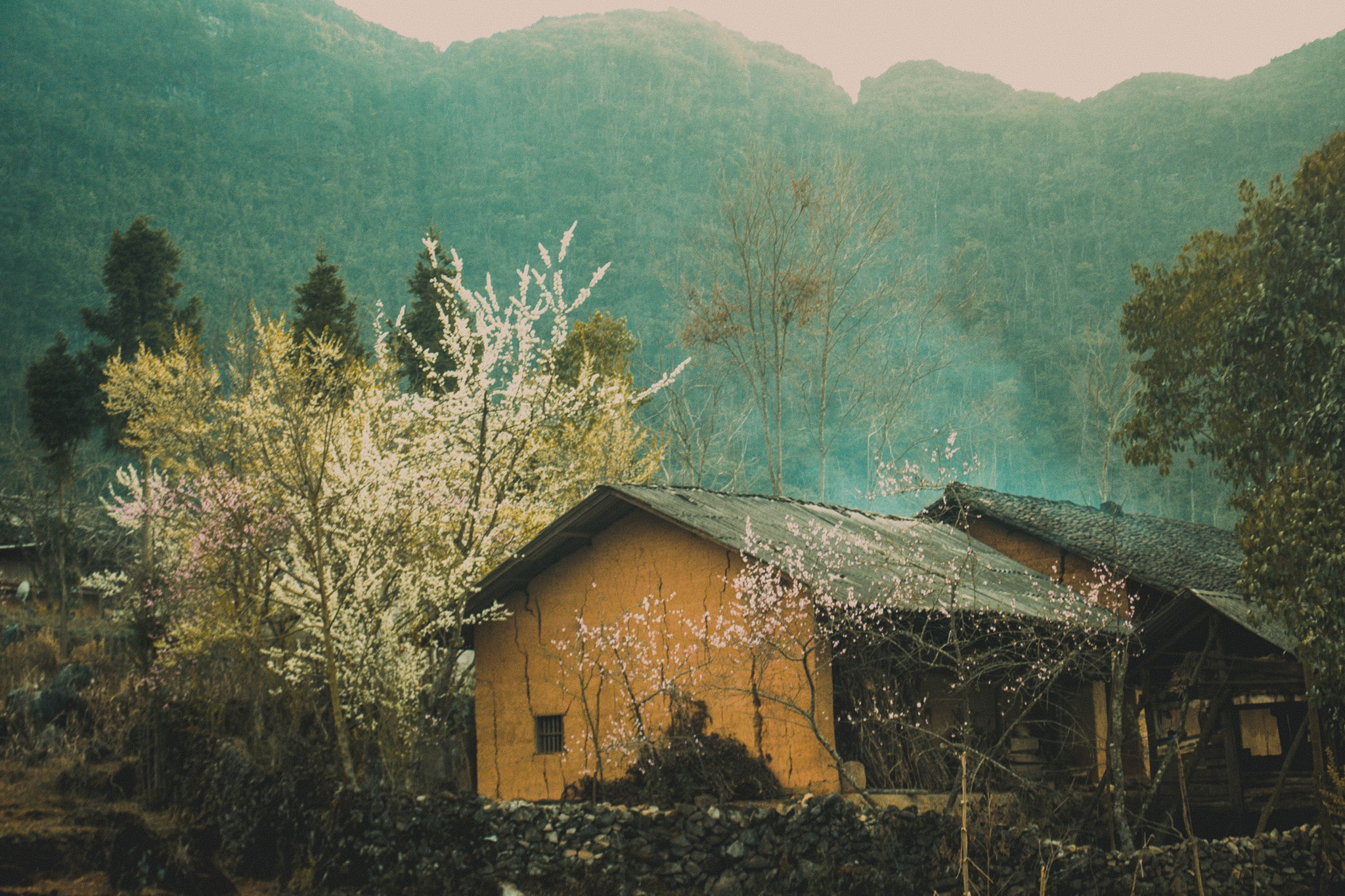 mùa xuân hà giang ảnh 1 mua xuan ha giang anh 1