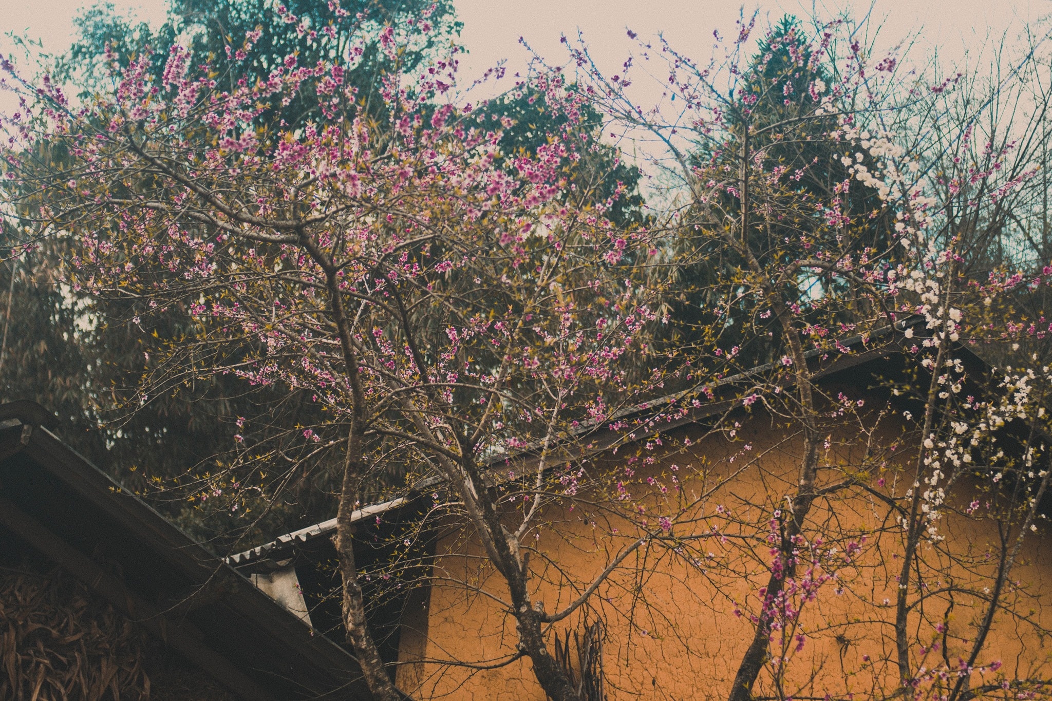 mùa xuân hà giang ảnh 3 mua xuan ha giang anh 3