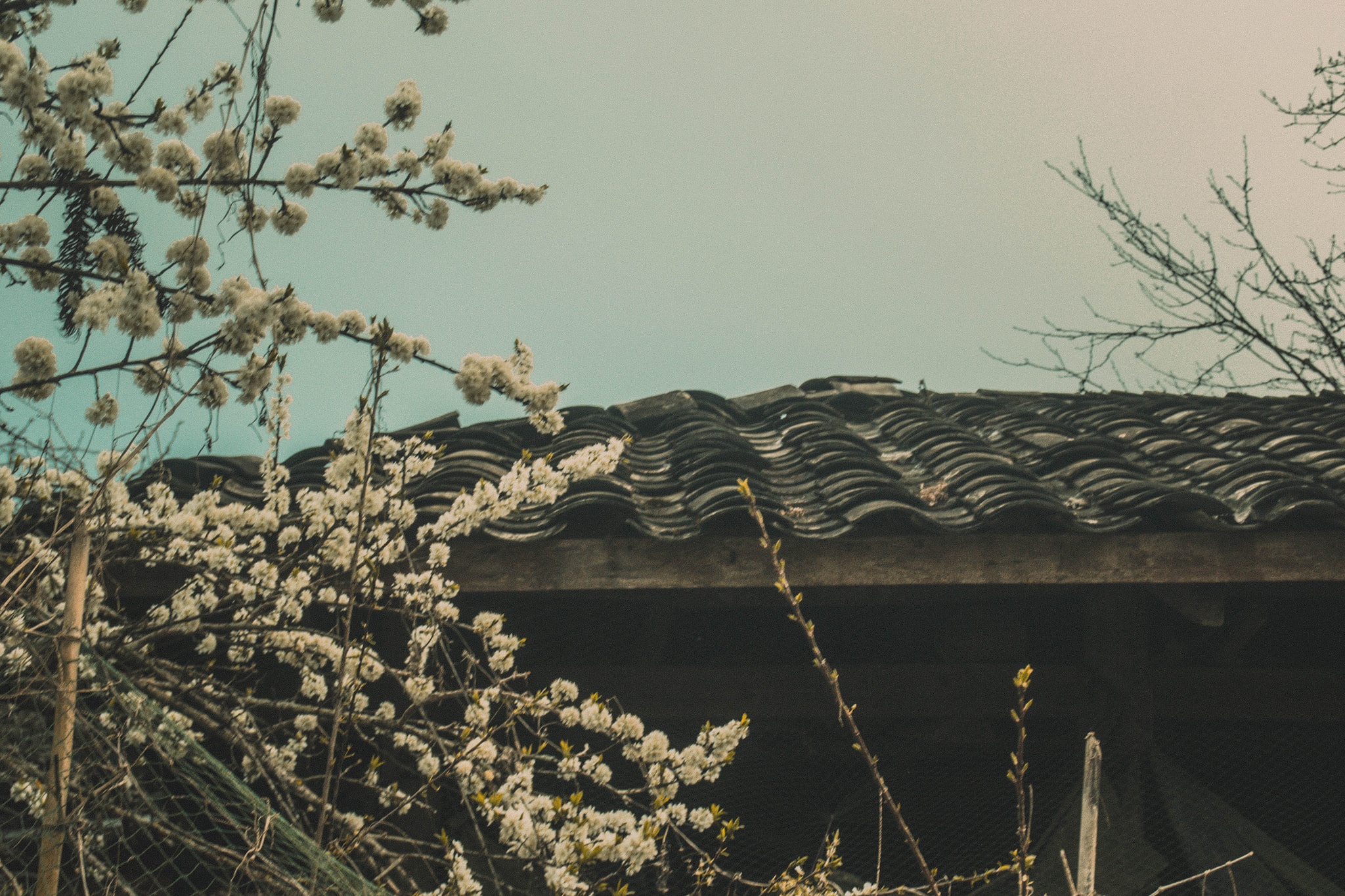 mùa xuân hà giang ảnh 2 mua xuan ha giang anh 2