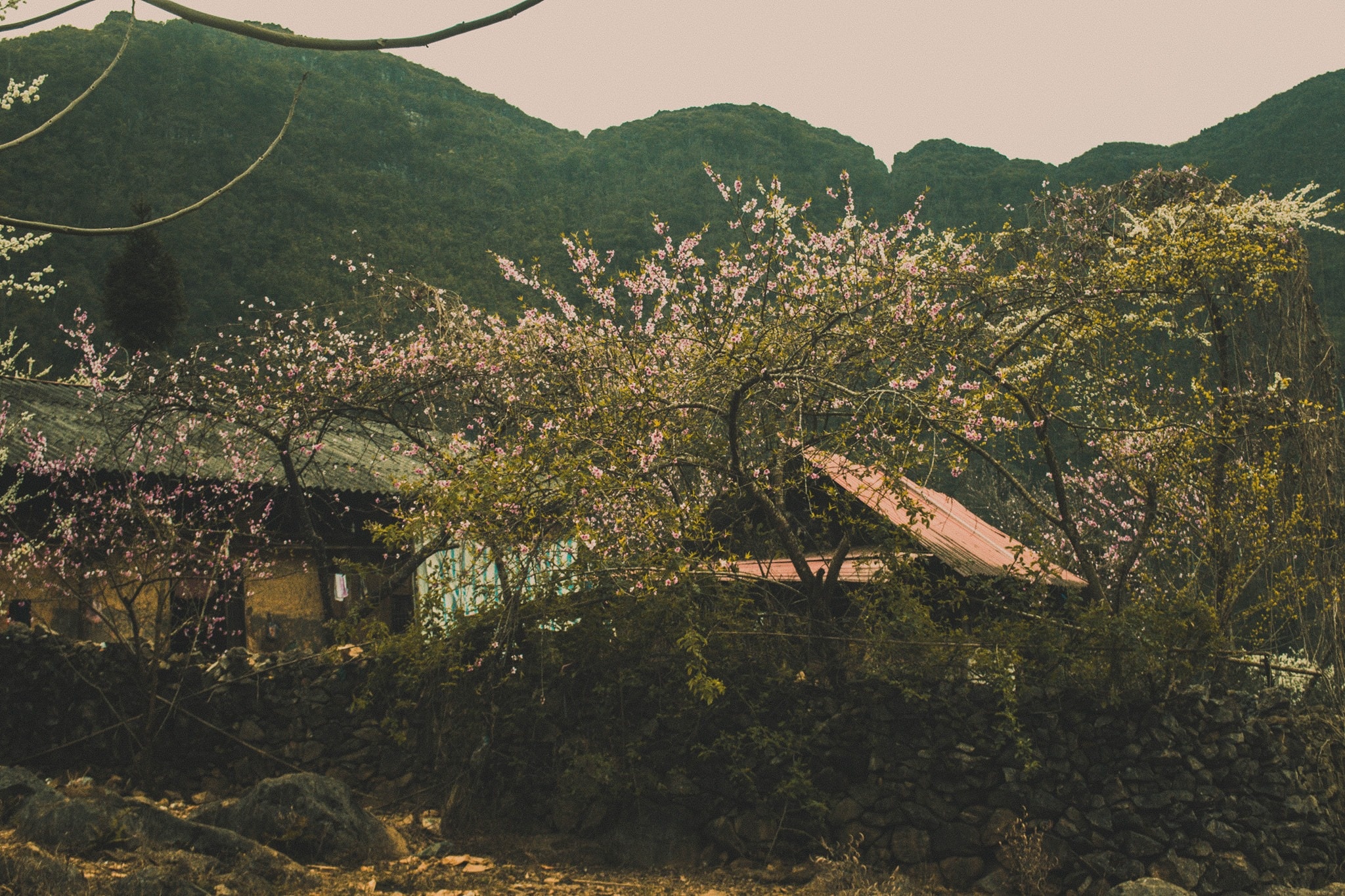 mùa xuân hà giang ảnh 5 mua xuan ha giang anh 5