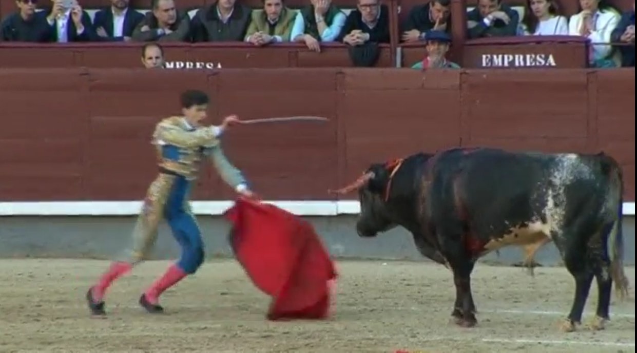 Vo si bi bo tot huc lia lia o dau truong Tay Ban Nha hinh anh