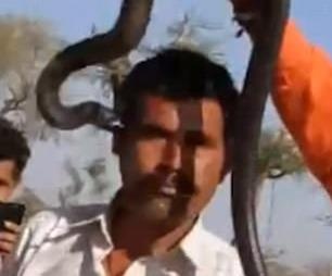 Bi ran ho mang can chet khi mai chup anh o An Do hinh anh