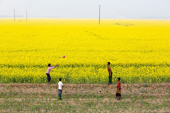 cánh đồng hoa trên thế giới ảnh 8 canh dong hoa tren the gioi anh 8