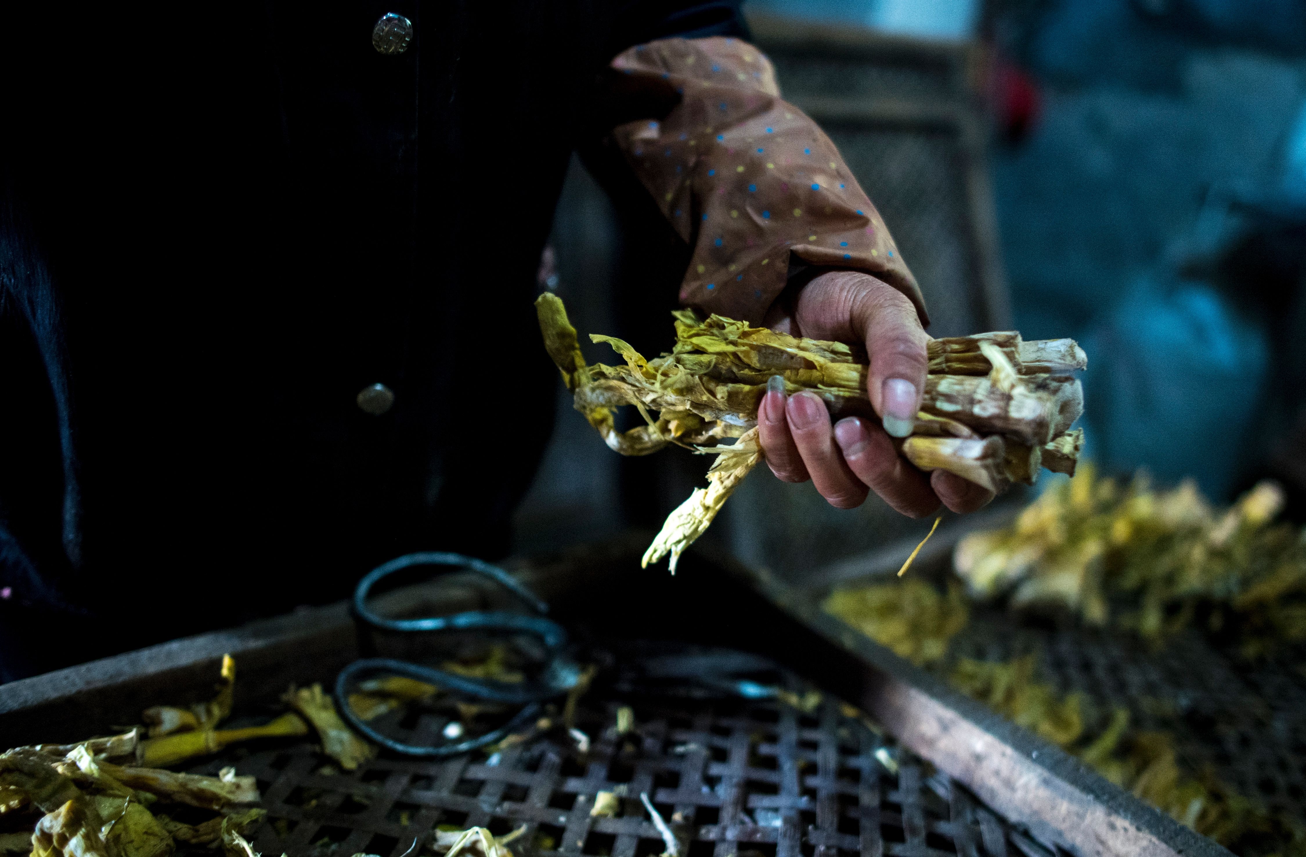 thu hoạch măng ở Trung Quốc ảnh 6 thu hoach mang o Trung Quoc anh 6