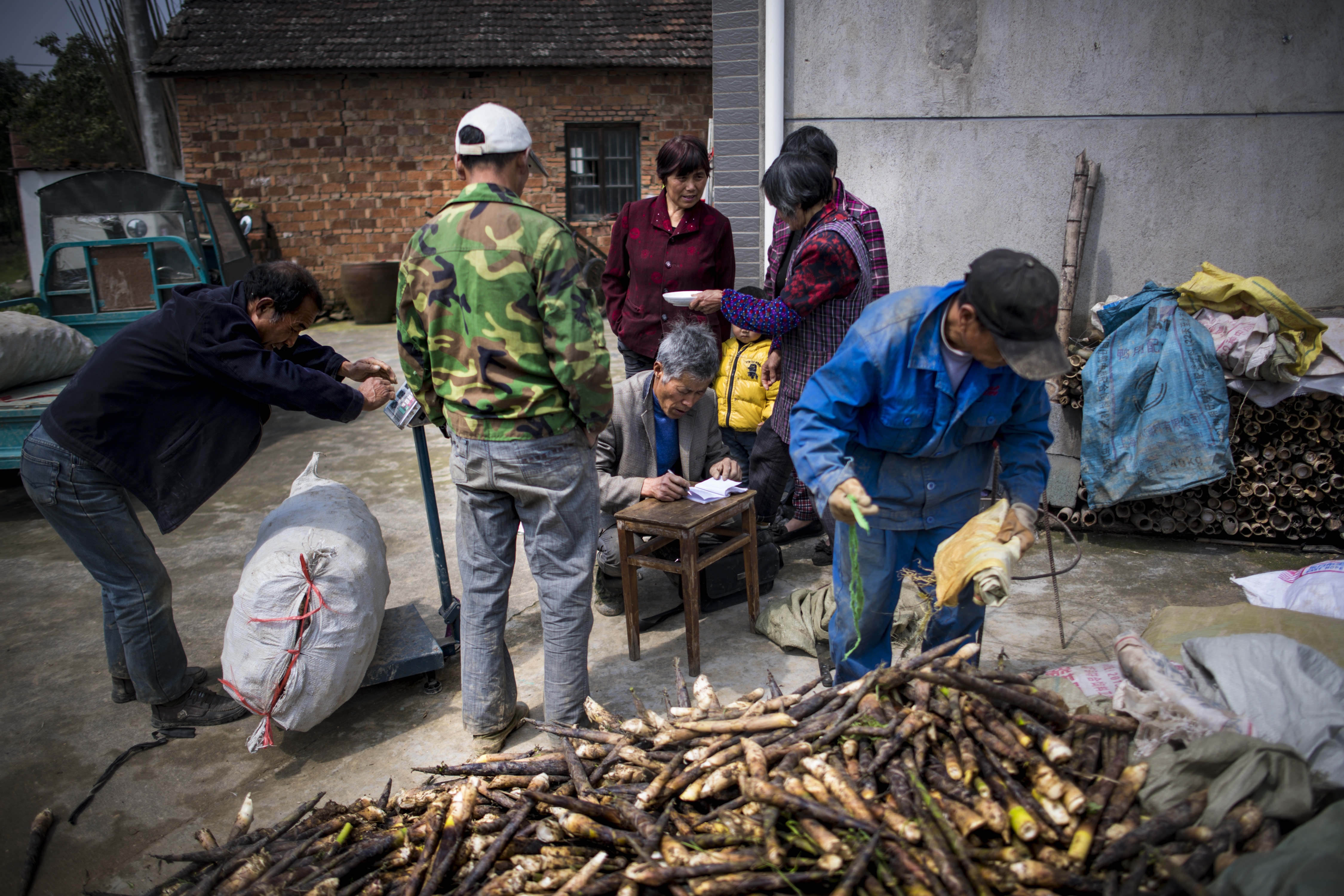 thu hoạch măng ở Trung Quốc ảnh 9 thu hoach mang o Trung Quoc anh 9