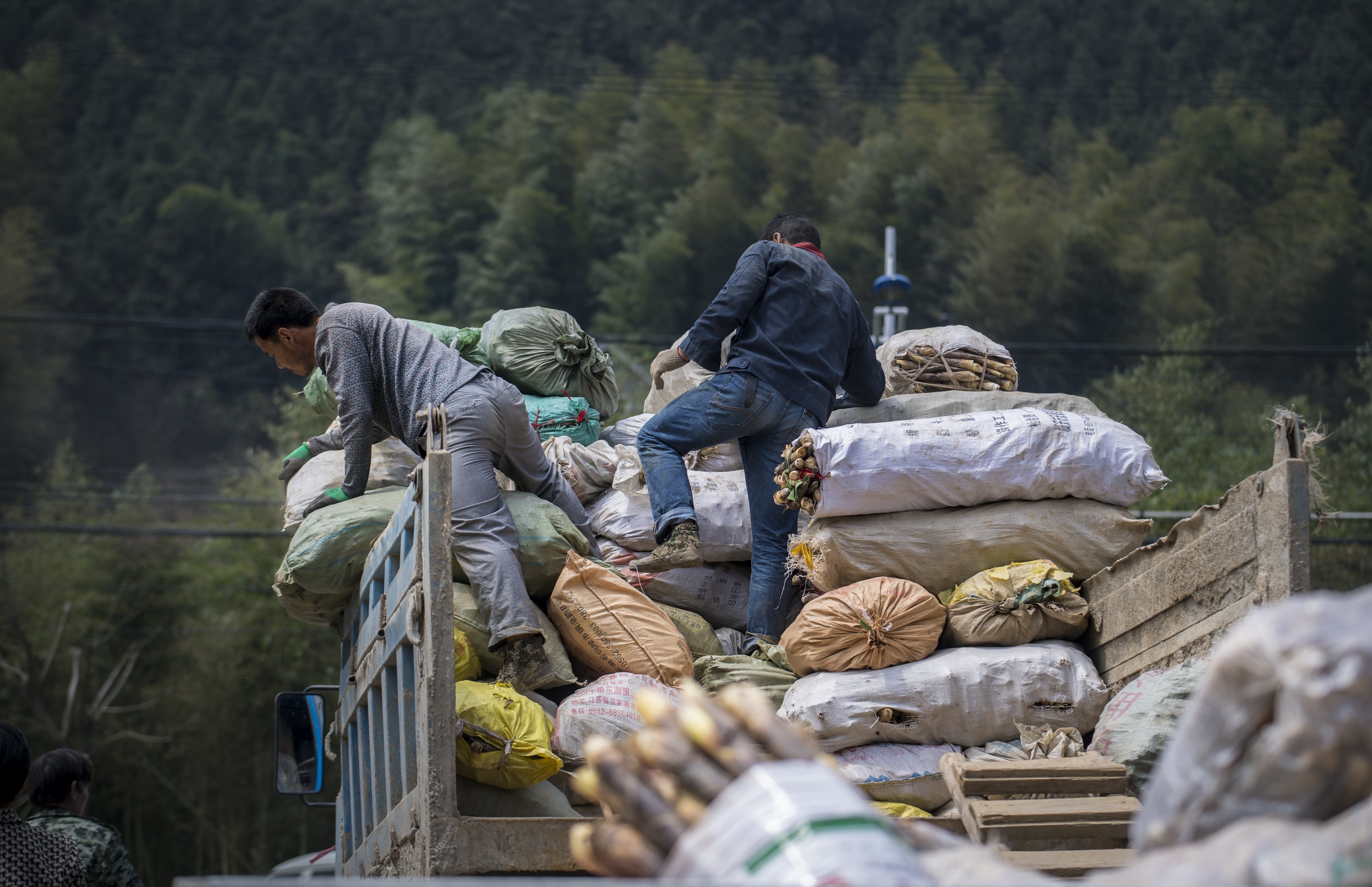thu hoạch măng ở Trung Quốc ảnh 10 thu hoach mang o Trung Quoc anh 10