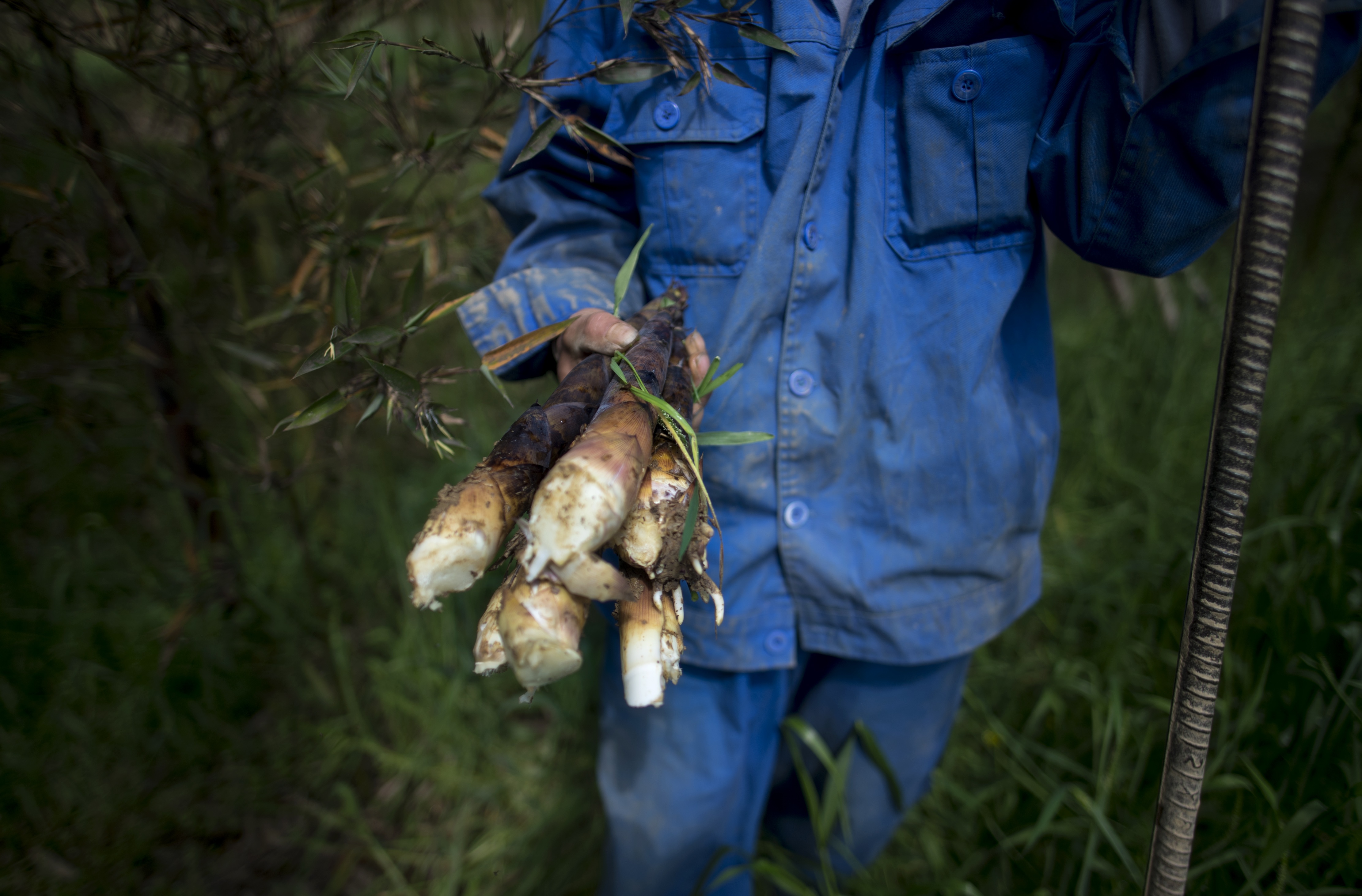 thu hoạch măng ở Trung Quốc ảnh 3 thu hoach mang o Trung Quoc anh 3