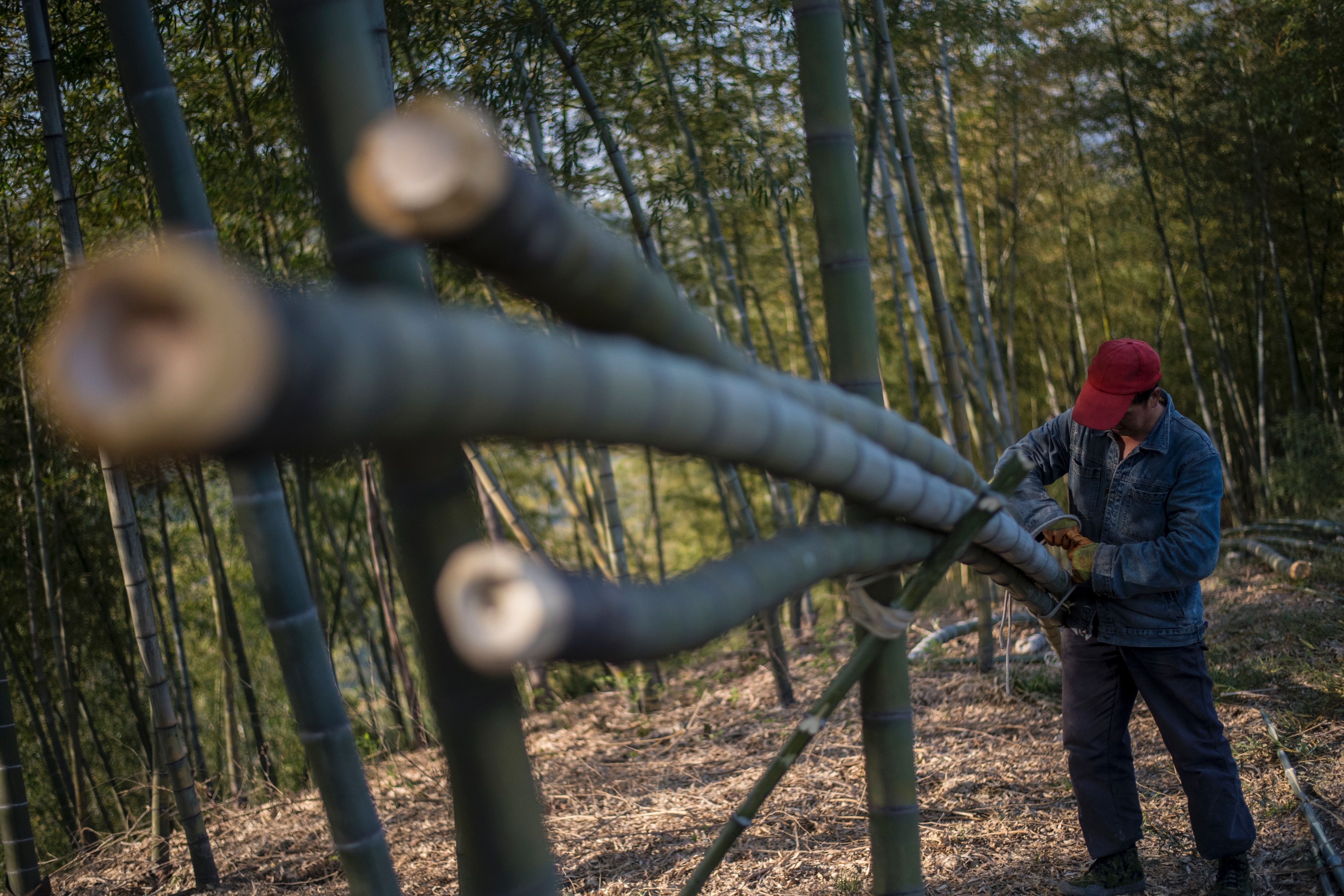 Ron rang mua thu hoach mang tuoi o Chiet Giang hinh anh