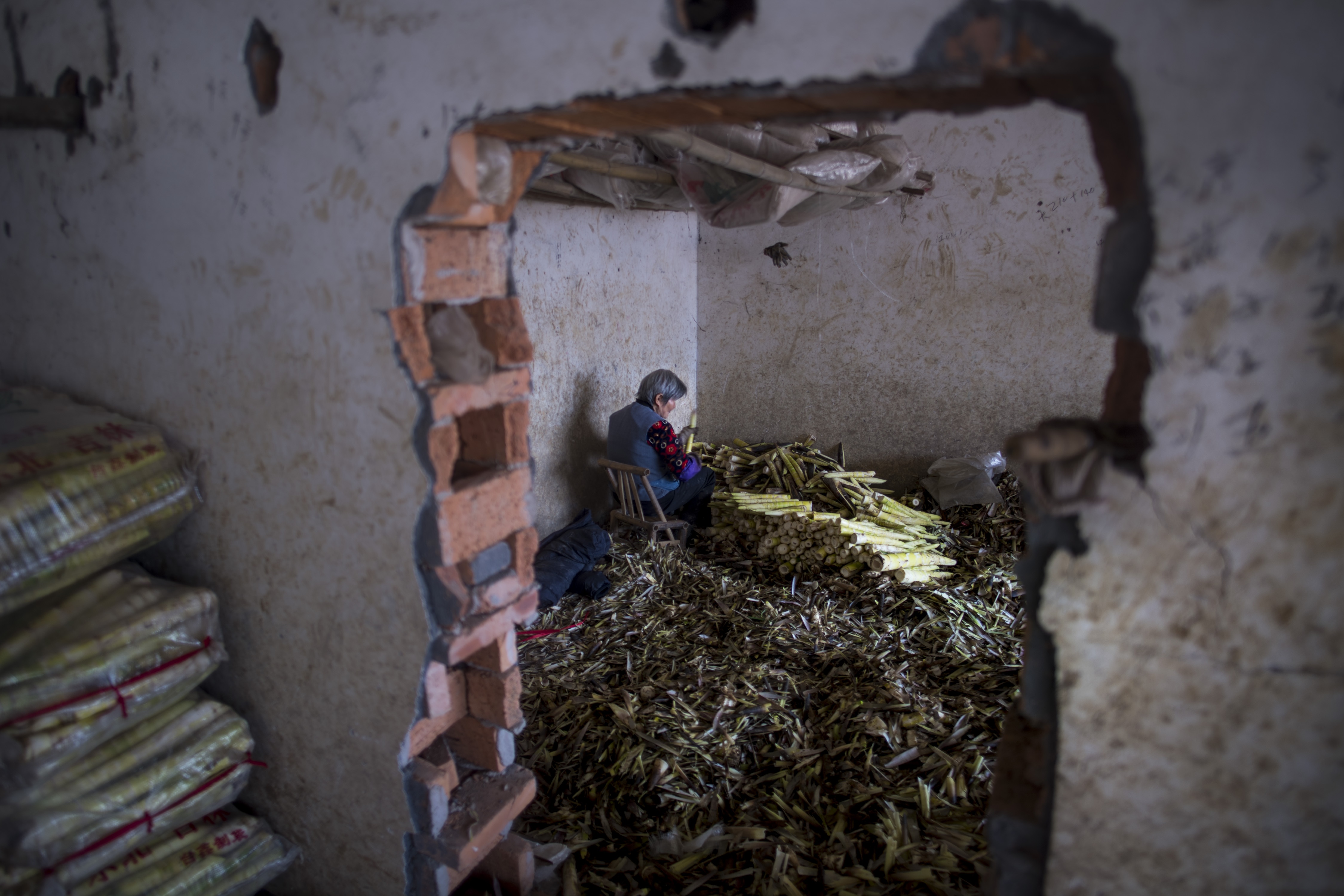 thu hoạch măng ở Trung Quốc ảnh 8 thu hoach mang o Trung Quoc anh 8