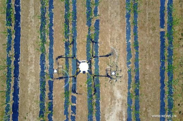 may bay khong nguoi lai phun thuoc tru sau anh 7