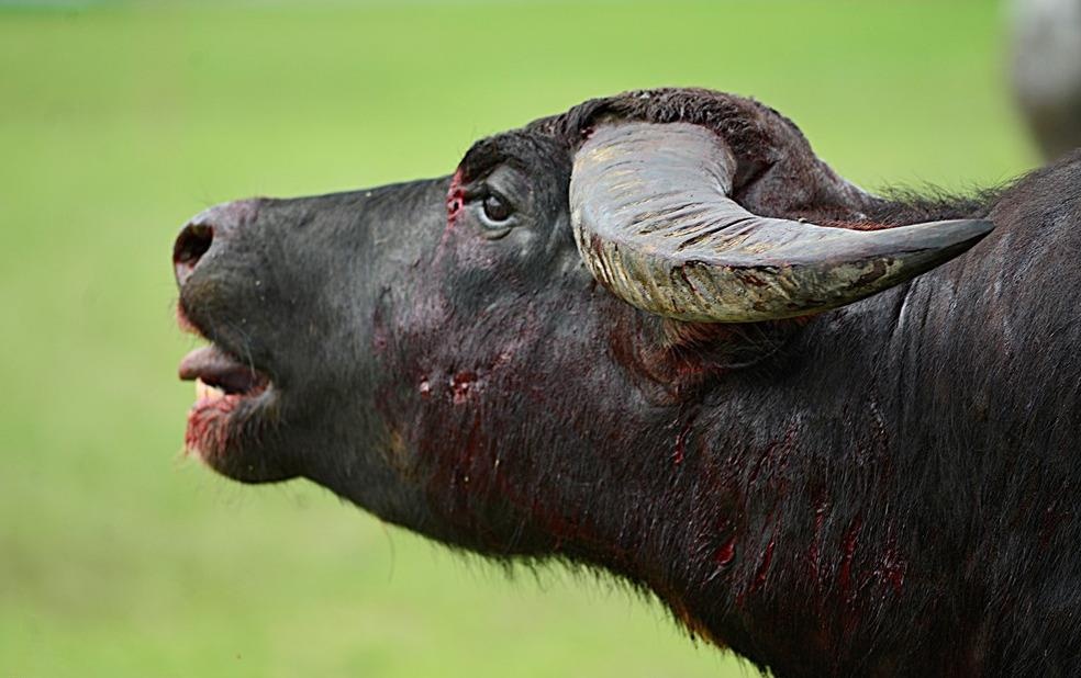 Choi trau Do Son: 'Tai sao khong bo tap tuc giet trau?' hinh anh