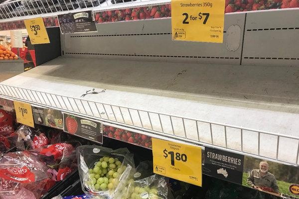 Khủng hoảng dâu tây Úc ảnh 1 Khung hoang dau tay Uc anh 1