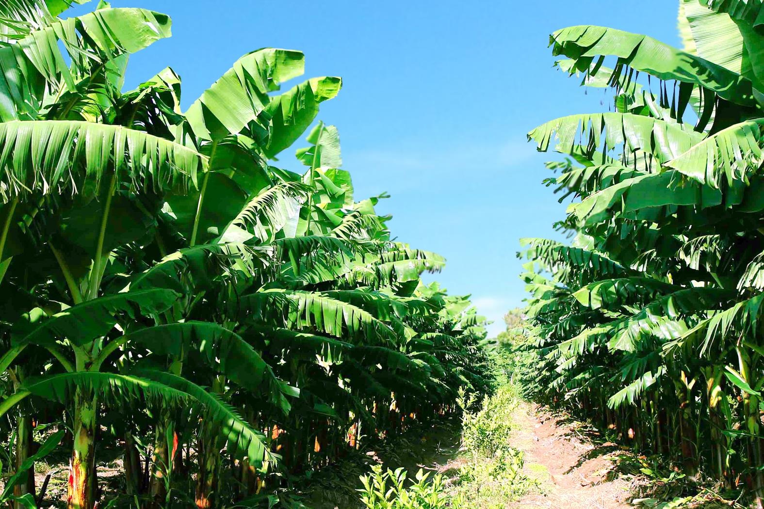 Bầu Đức đặt mục tiêu vườn chuối ảnh 2 Bau Duc dat muc tieu vuon chuoi anh 2