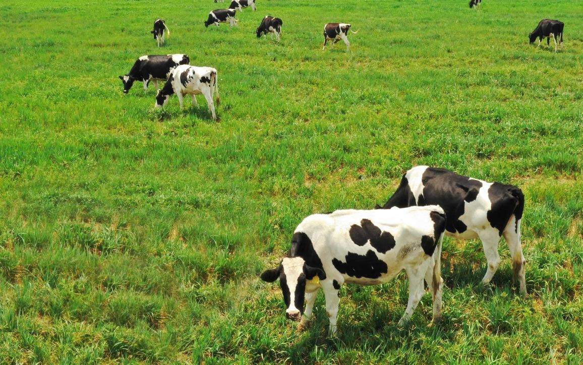 Vinamilk dau tu 500 trieu USD xay 'resort' bo sua organic tai Lao hinh anh