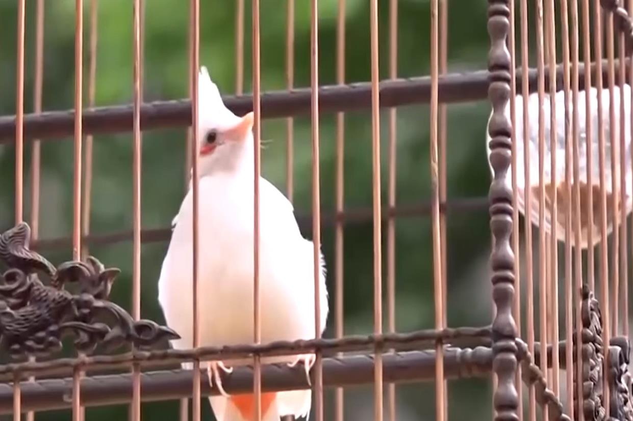 Bo 10 ty dong cho thu choi chim hinh anh