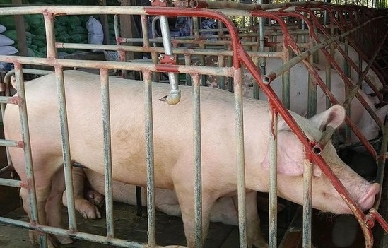 Gia lon cao ky luc va tiep tuc tang, Viet Nam co nhap khau thit? hinh anh