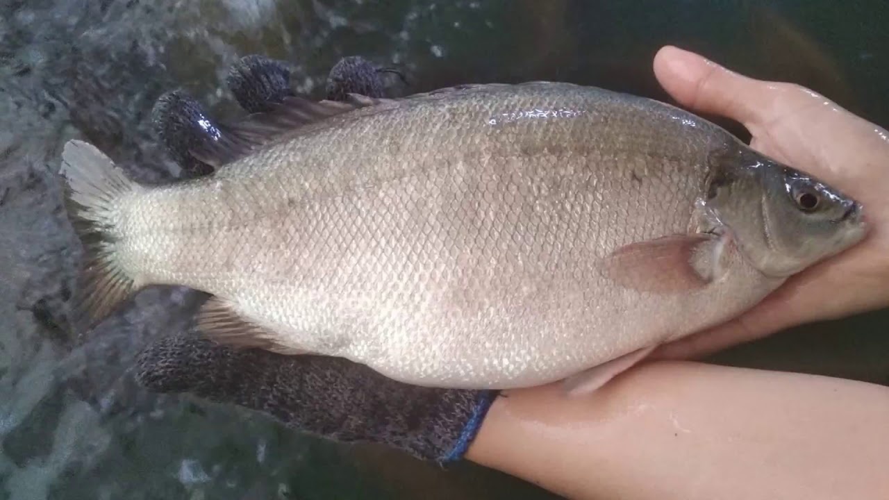 An ca mu Australia 2 trieu/con, hang di may bay cho 1 tuan moi co hinh anh