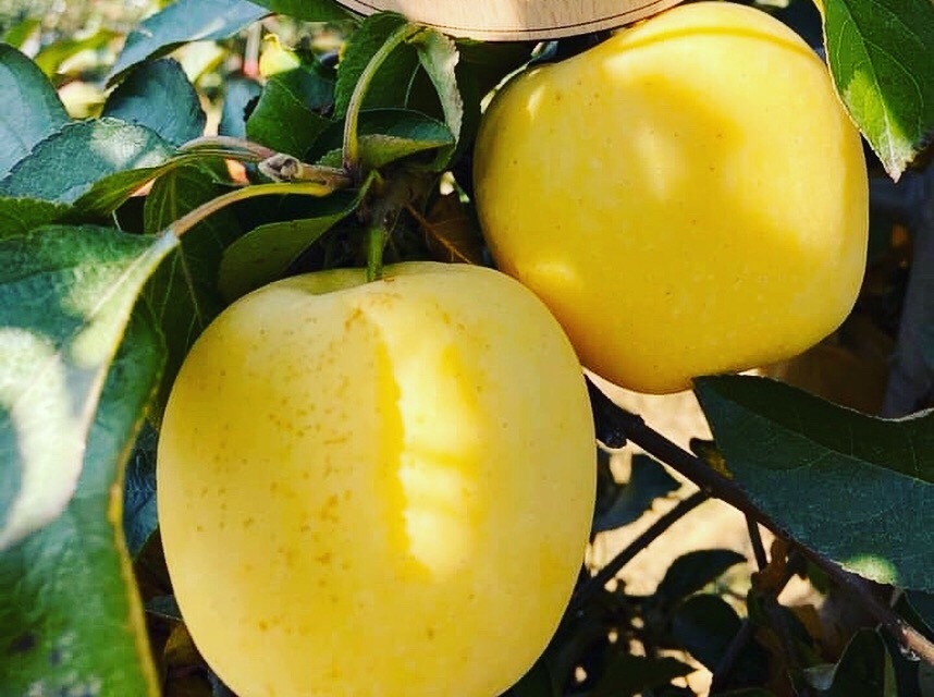 Tao mat vang la hang Tau doi lot My, Nhat hinh anh