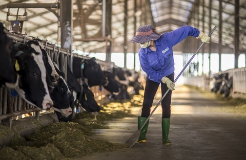 Sep Vinamilk lam CEO cong ty me Sua Moc Chau sau thuong vu thau tom hinh anh