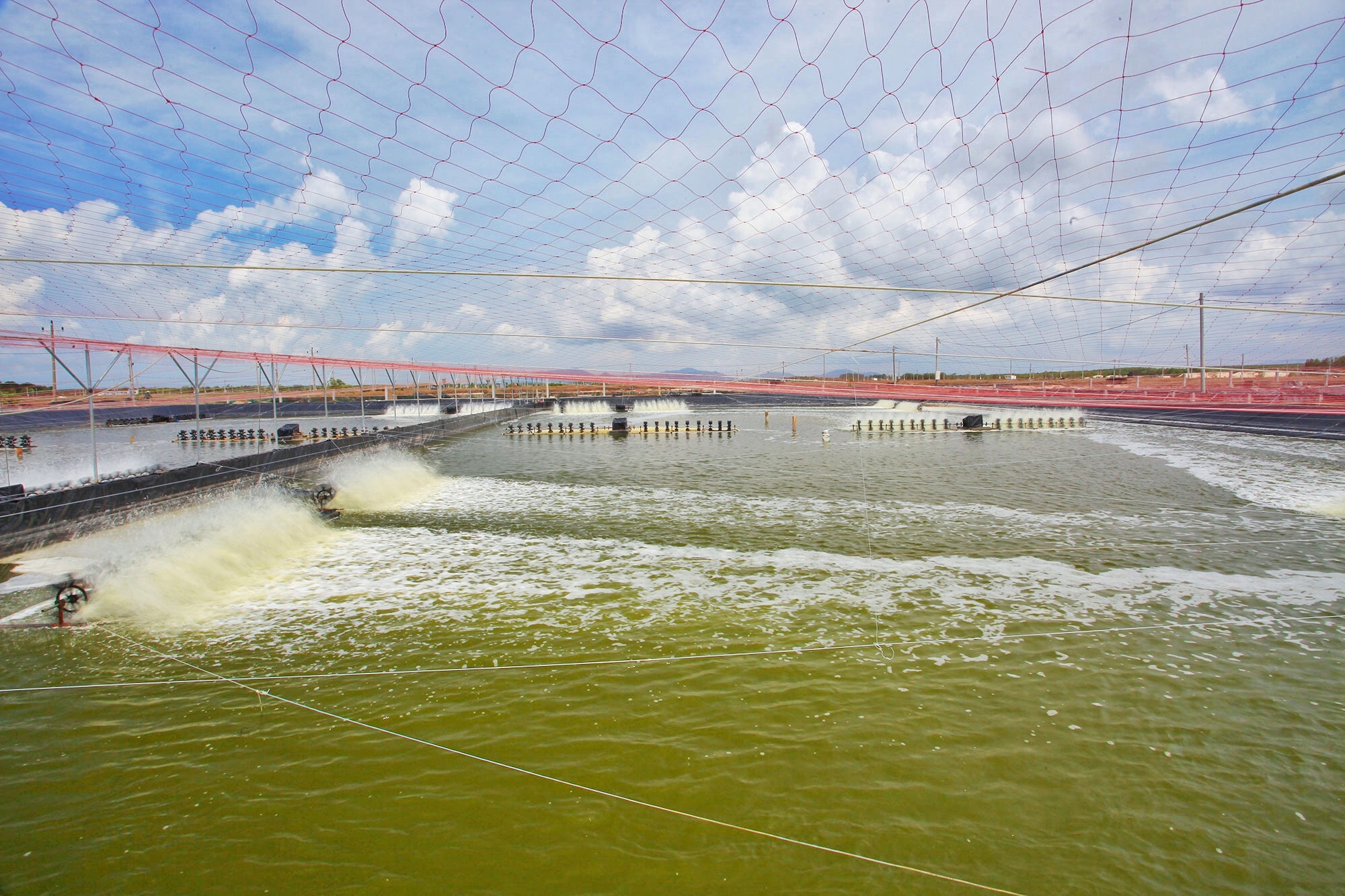 vua tom Minh Phu anh 1