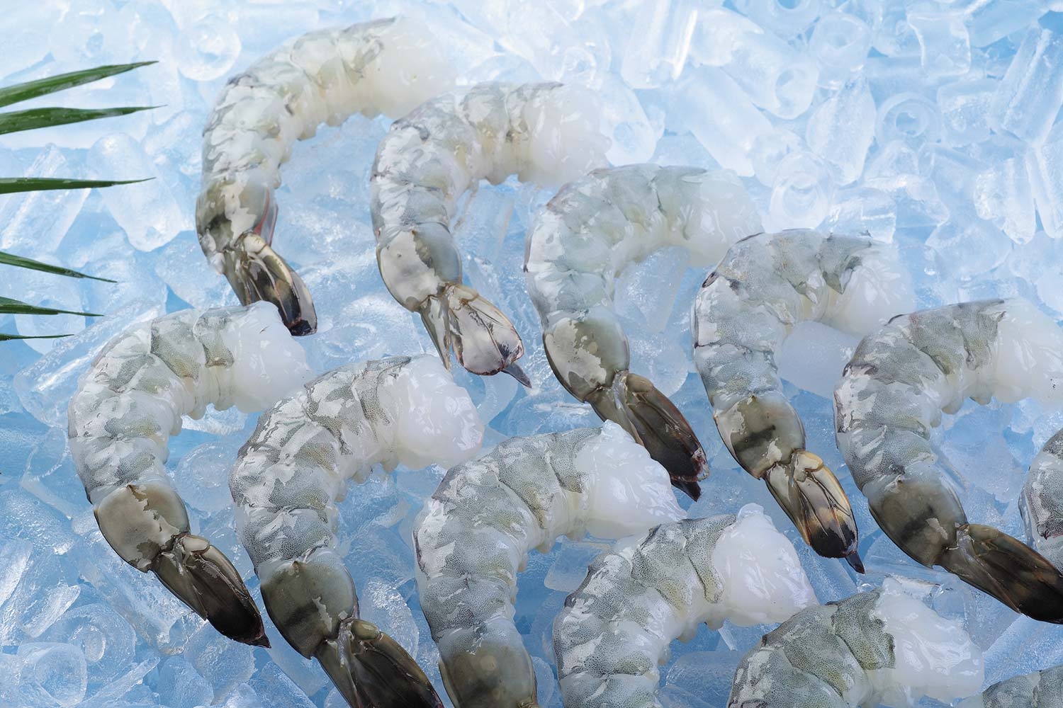 My bo ap thue chong ban pha gia voi 'vua tom' Minh Phu hinh anh