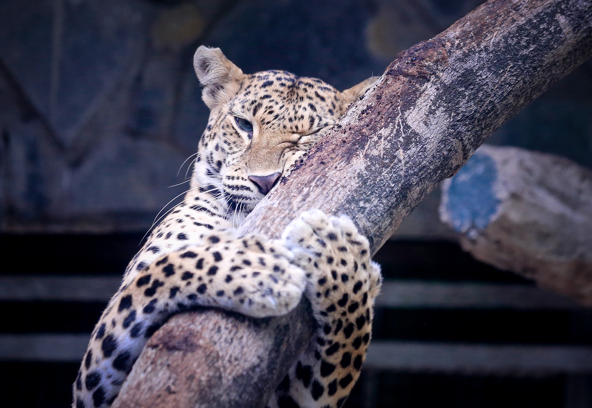 Thao Cam Vien Sai Gon lo hon 100 trieu moi ngay hinh anh