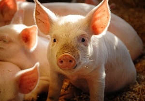 Dai gia chan nuoi lon bao lai tang hon 2.000% hinh anh